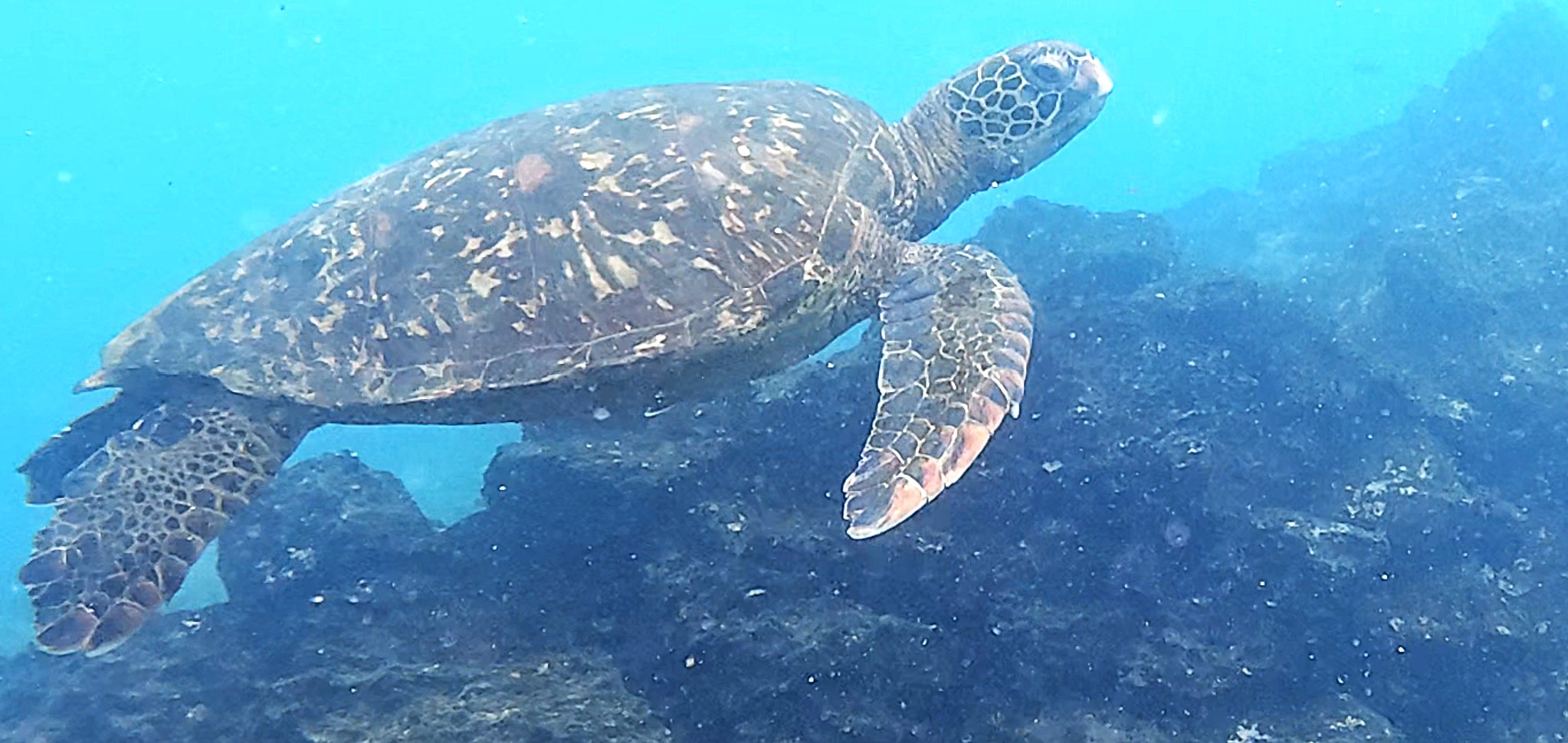 Green Sea Turtle