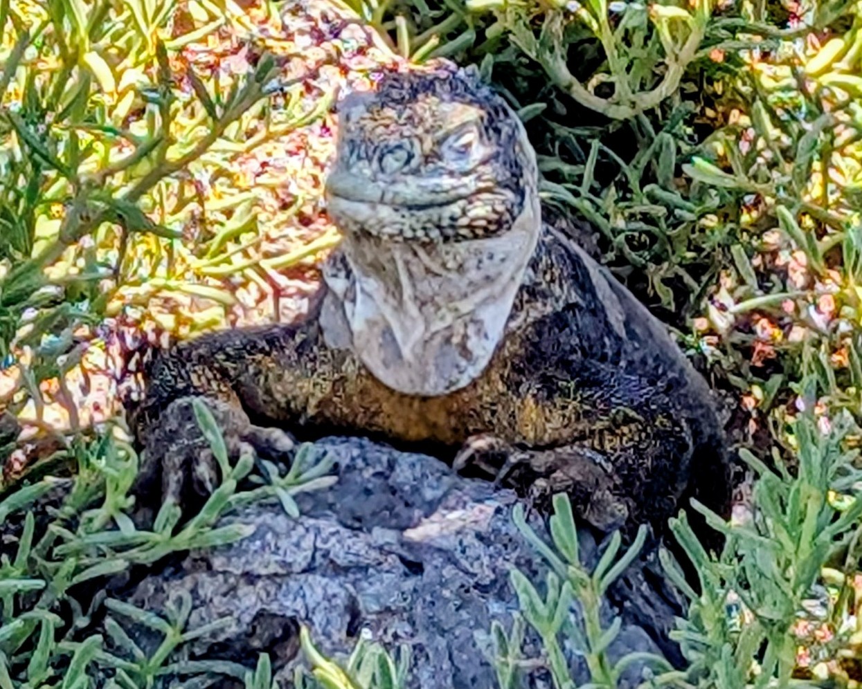 Galápagos wildlife