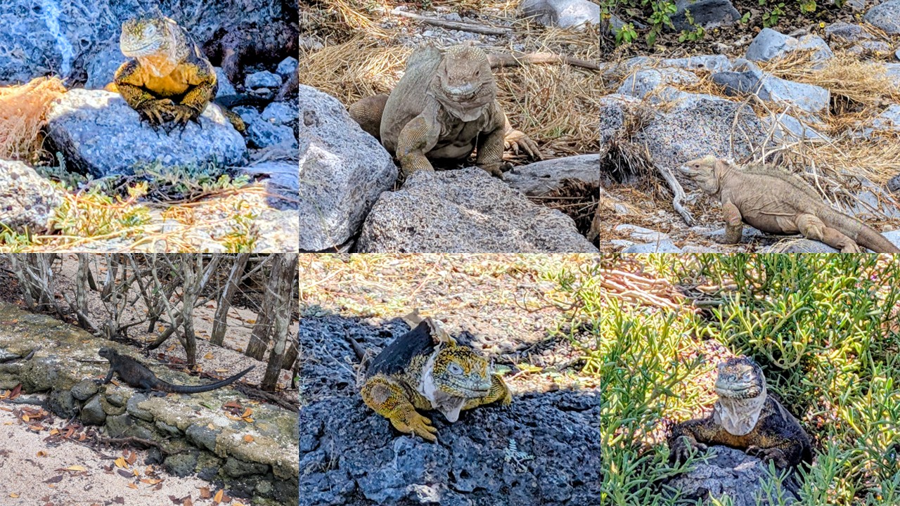 Iguanas