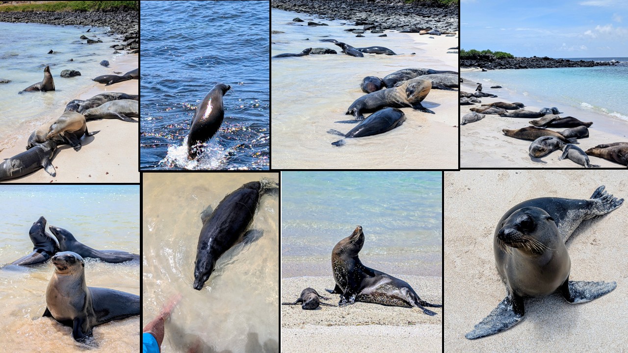 SeaLions