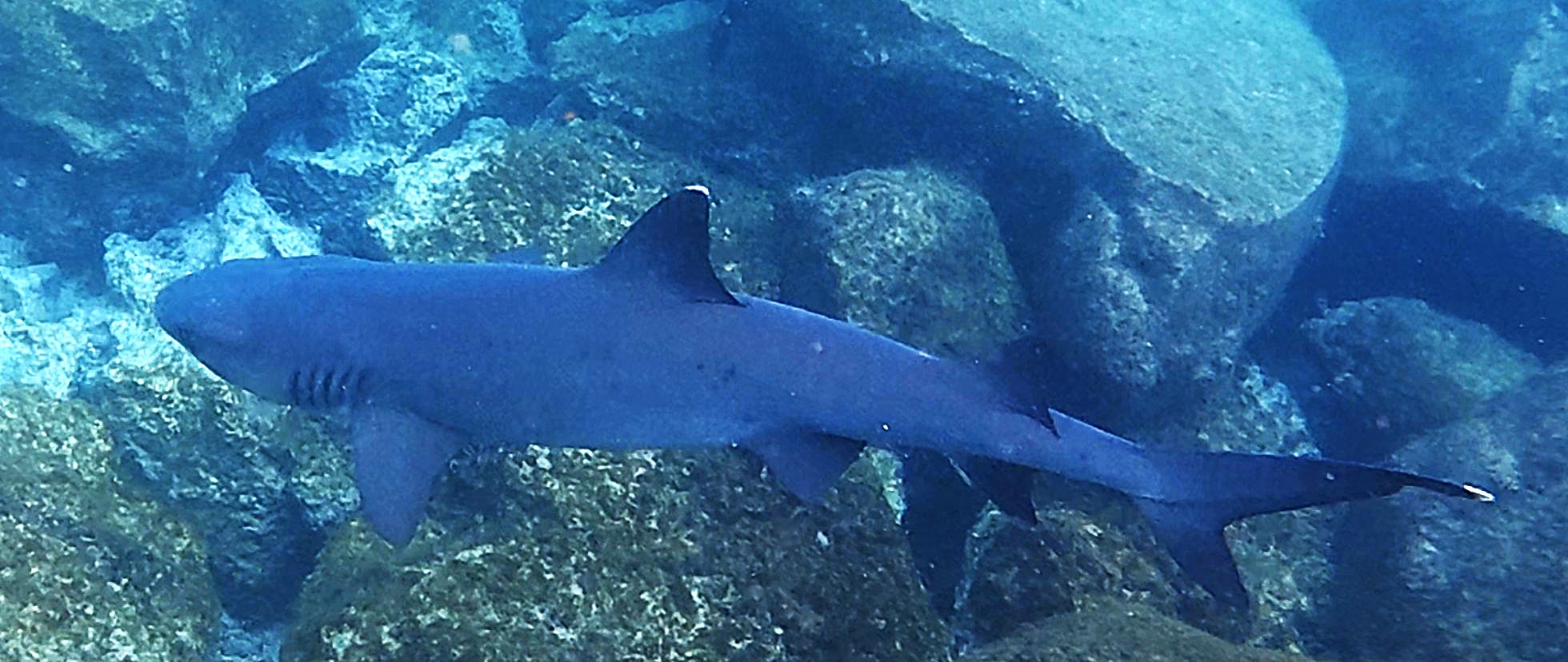 Shark