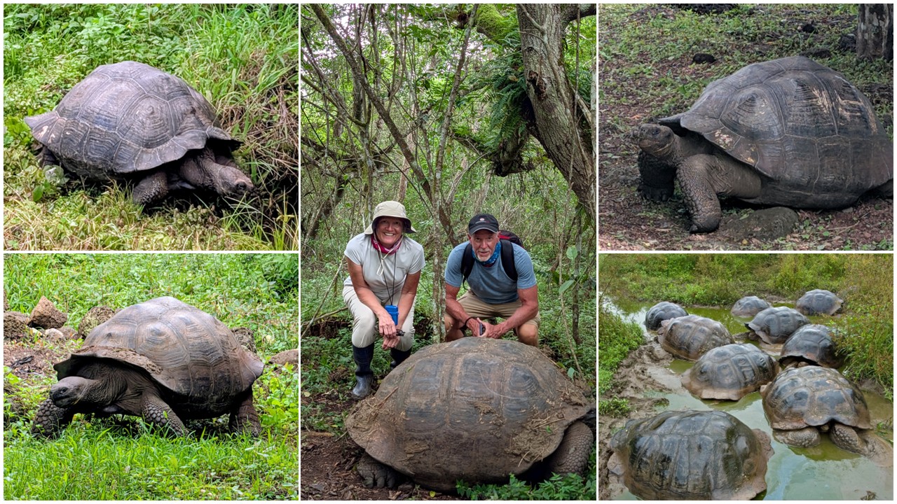 Tortoise