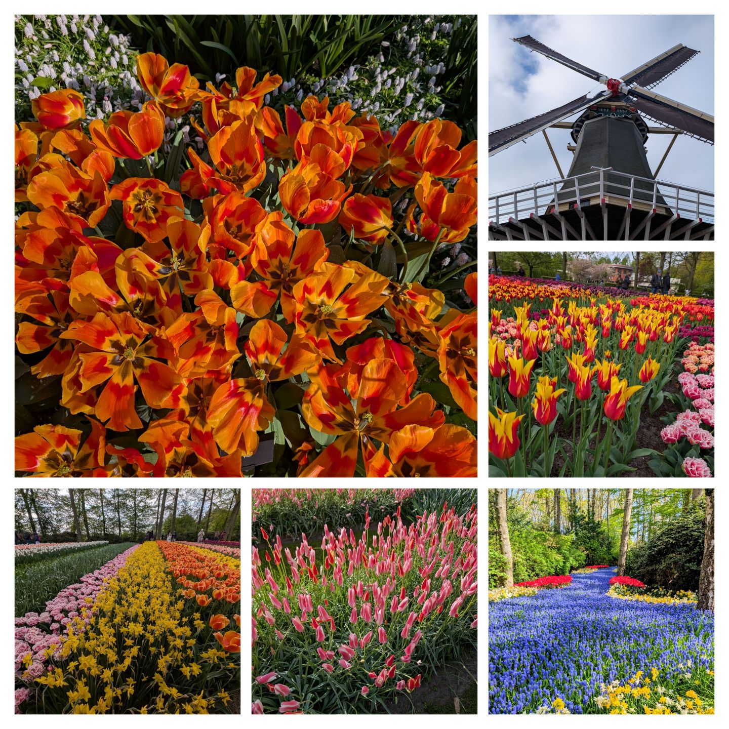 Flower Garden